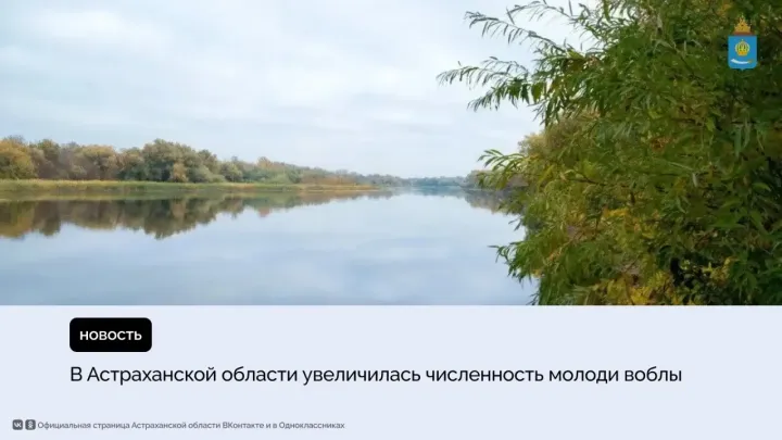 Весеннее половодье помогло росту популяции воблы в Астраханской области — Астрахань Сейчас