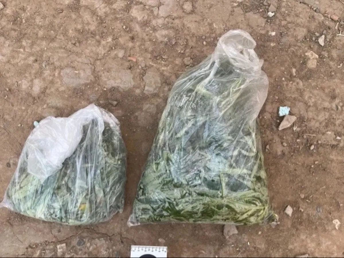 В Астрахани передали в суд дело о хранении 138 граммов каннабиса