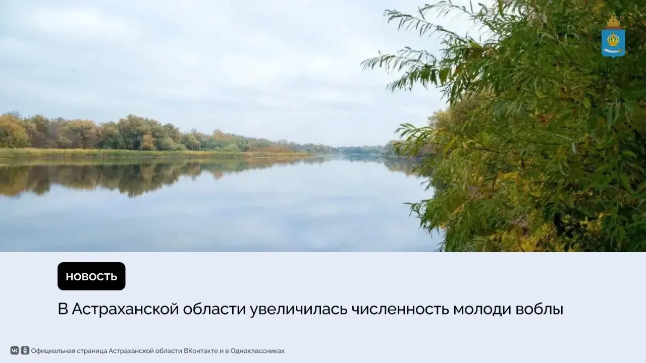 Весеннее половодье помогло росту популяции воблы в Астраханской области — Астрахань Сейчас