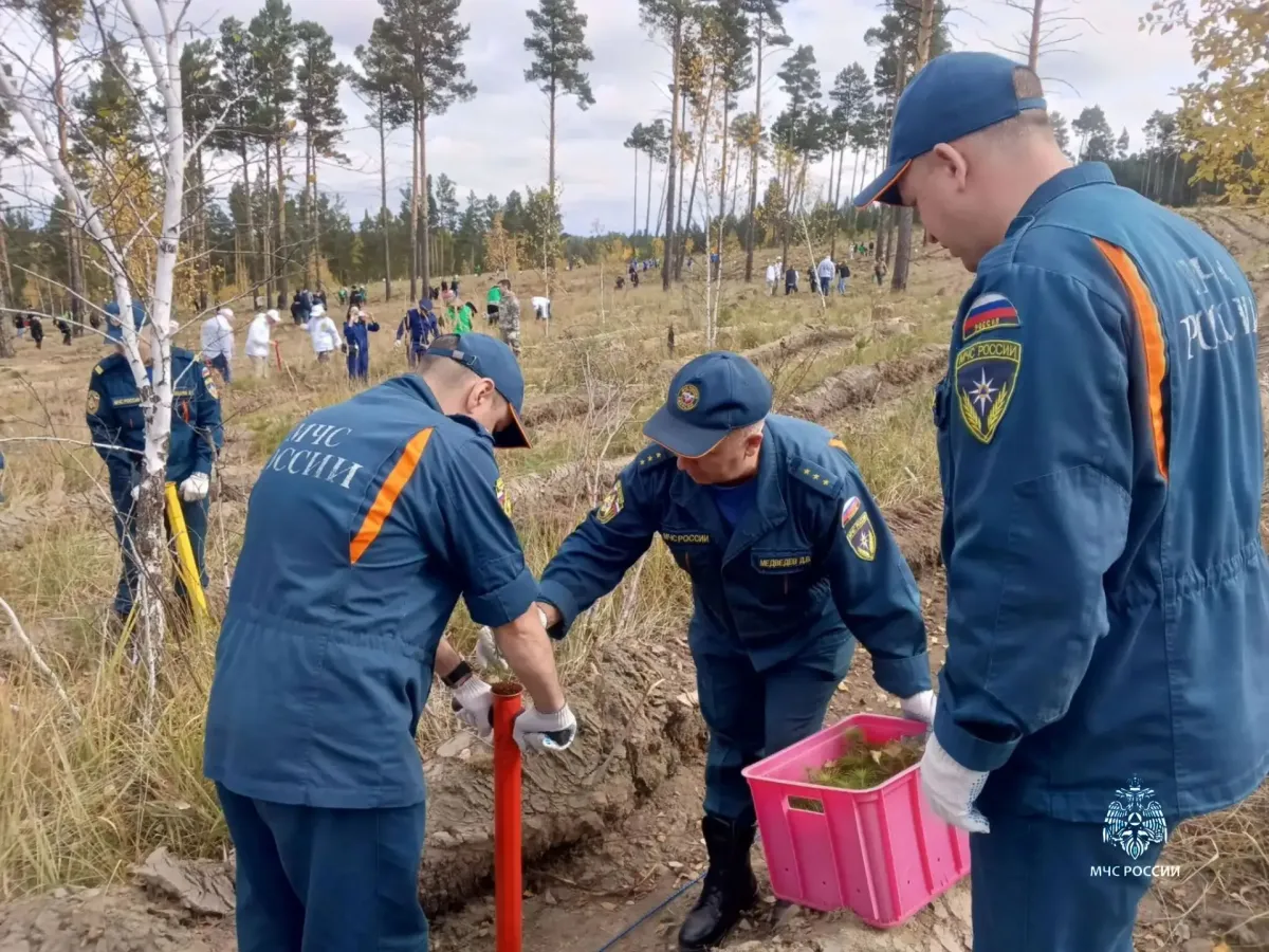 В районе Усть-Балея участники акции «Сохраним лес» высадили более 8 тысяч сосен