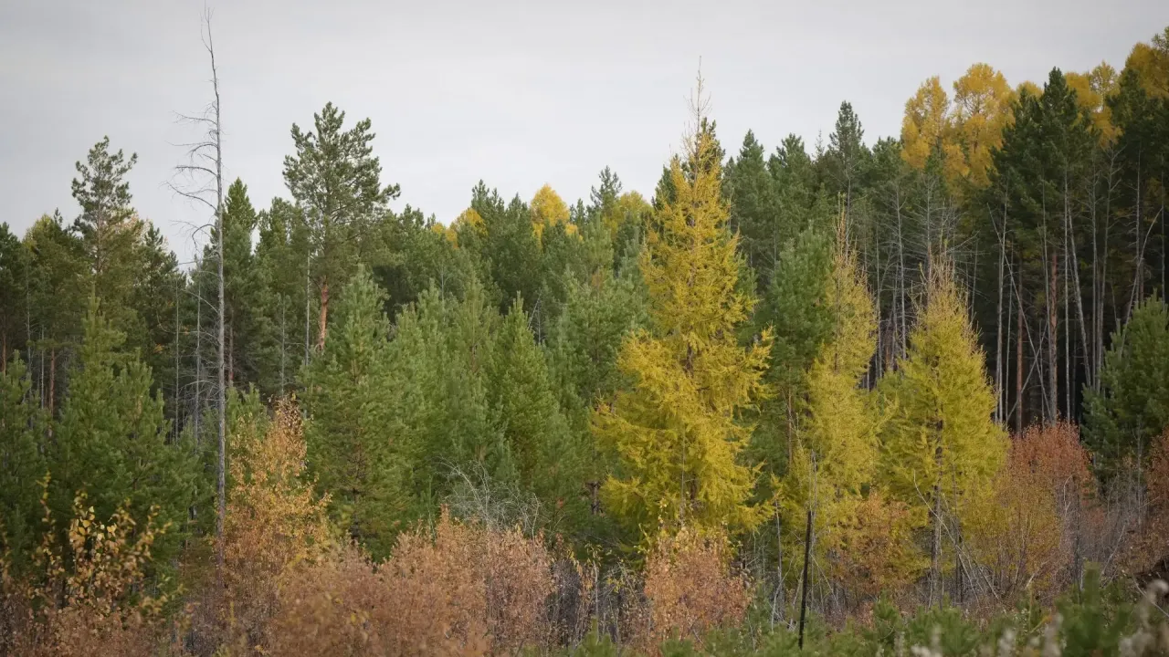 В Иркутской области завершился пожароопасный сезон во всех лесничествах — Иркутск Сейчас