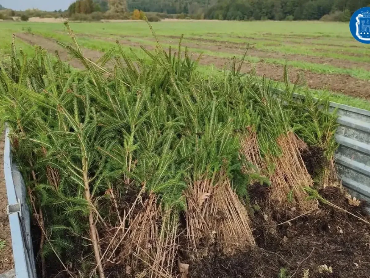 В регионе продолжается осенняя кампания по лесовосстановлению