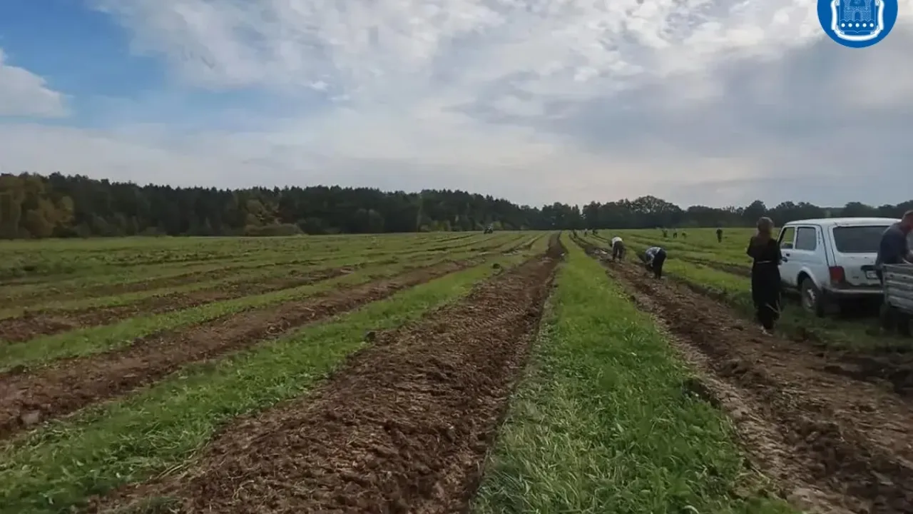 В регионе продолжается осенняя кампания по лесовосстановлению — Калининград Сейчас