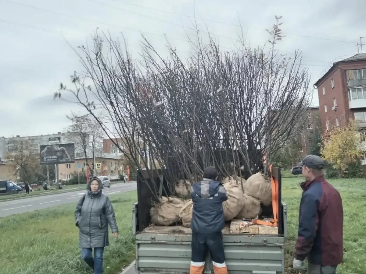 На улице Инициативной высадили 59 деревьев и кустарников