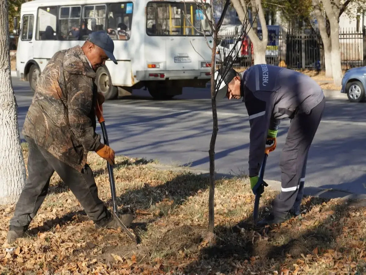 На проспекте Дзержинского высадили 69 ясеней