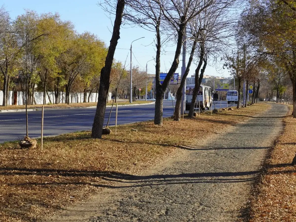 На проспекте Дзержинского высадили 69 ясеней