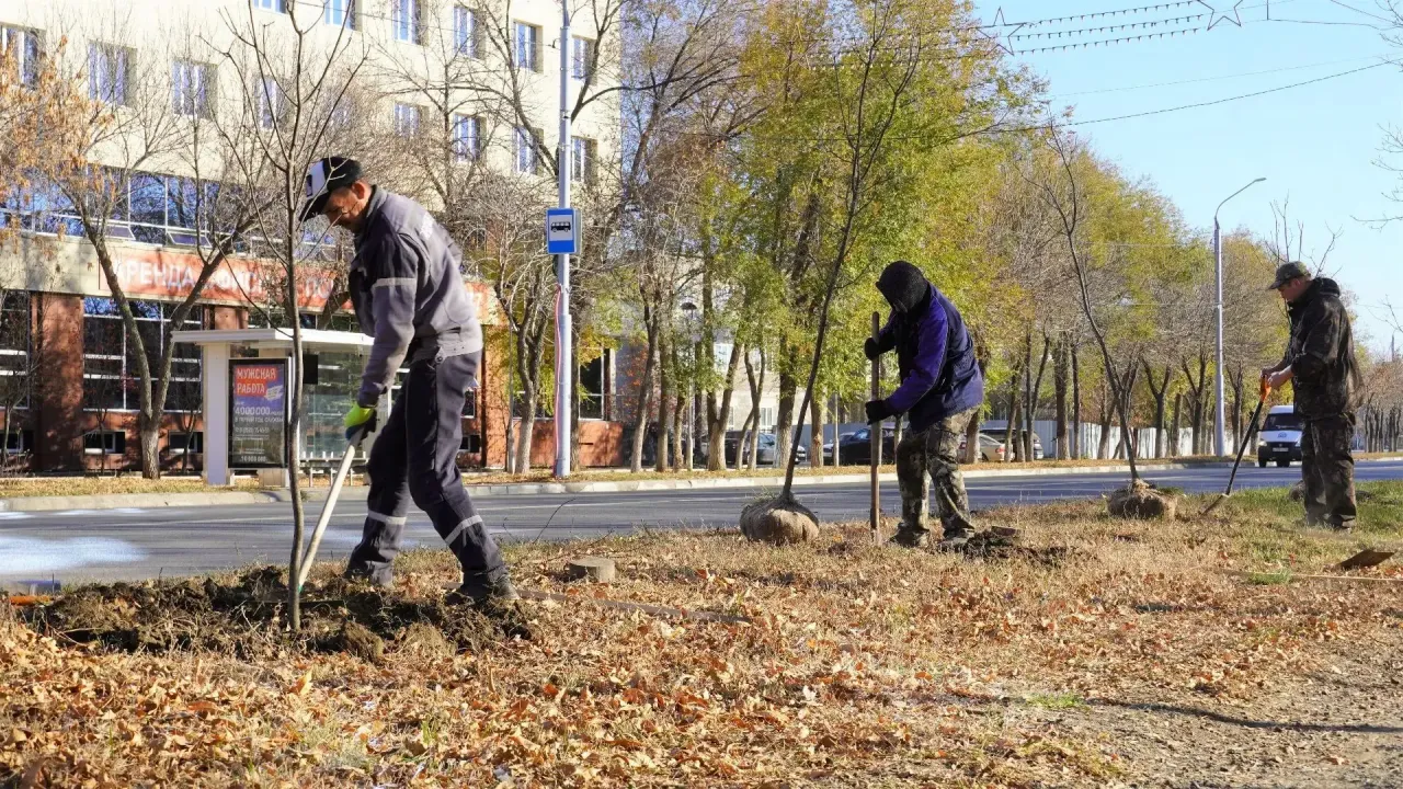 На проспекте Дзержинского высадили 69 ясеней — Оренбург Сейчас