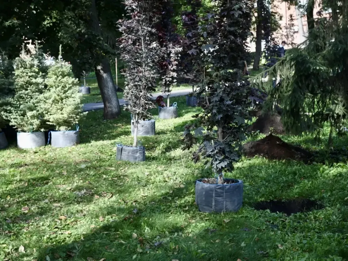 В Пензе осенью высадят еще три тысячи деревьев и кустарников