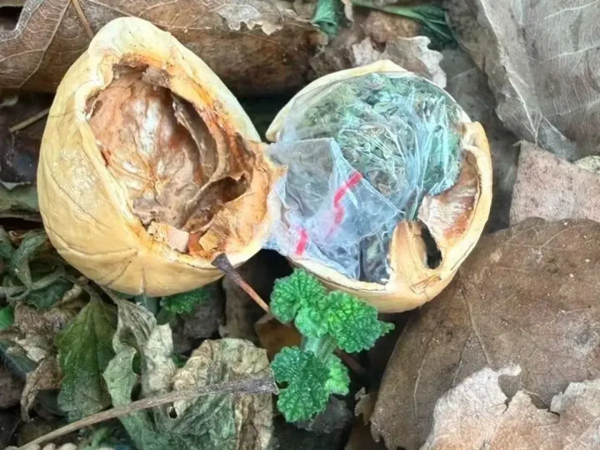 В Новочеркасске задержали подозреваемого в сбыте марихуаны через тайники