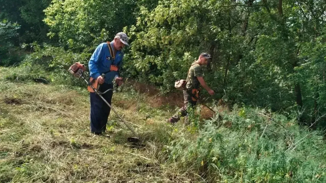 Полицейские и казаки уничтожили более 1,5 тысячи кустов дикорастущей конопли — Ростов-на-Дону Сейчас