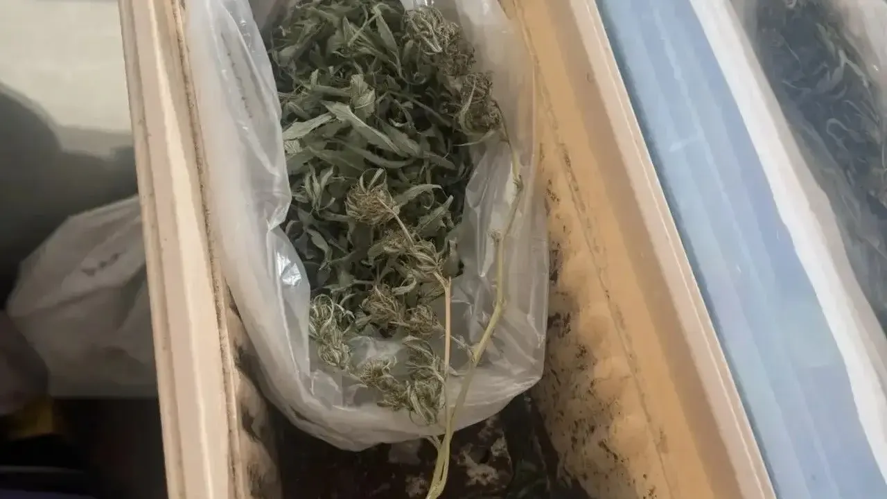 В Волгодонске задержали подозреваемого в хранении 850 граммов каннабиса — Ростов-на-Дону Сейчас