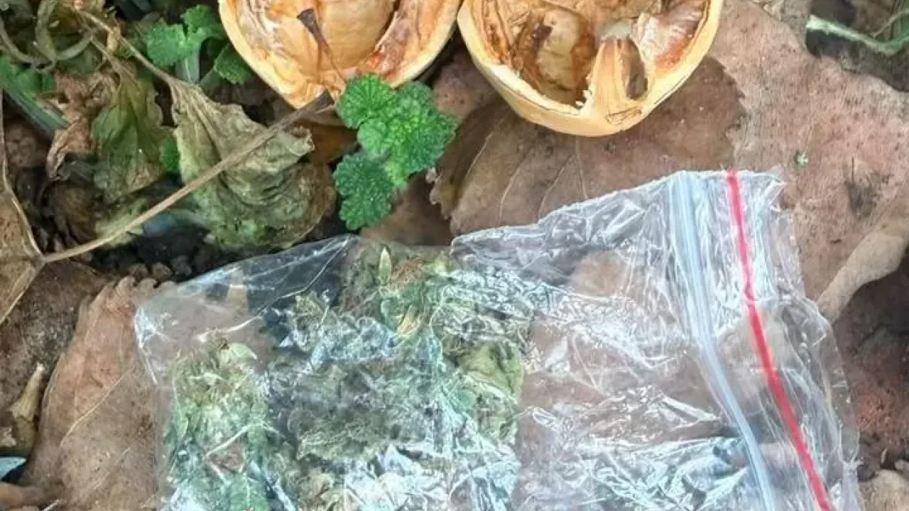 В Новочеркасске задержали подозреваемого в сбыте марихуаны через тайники — Ростов-на-Дону Сейчас