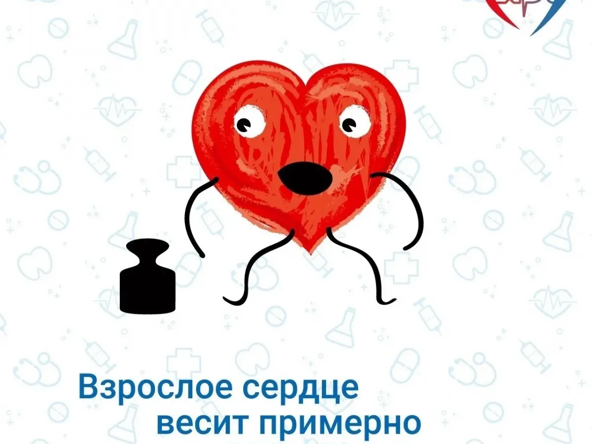 Интересные факты о работе сердечно-сосудистой системы человека