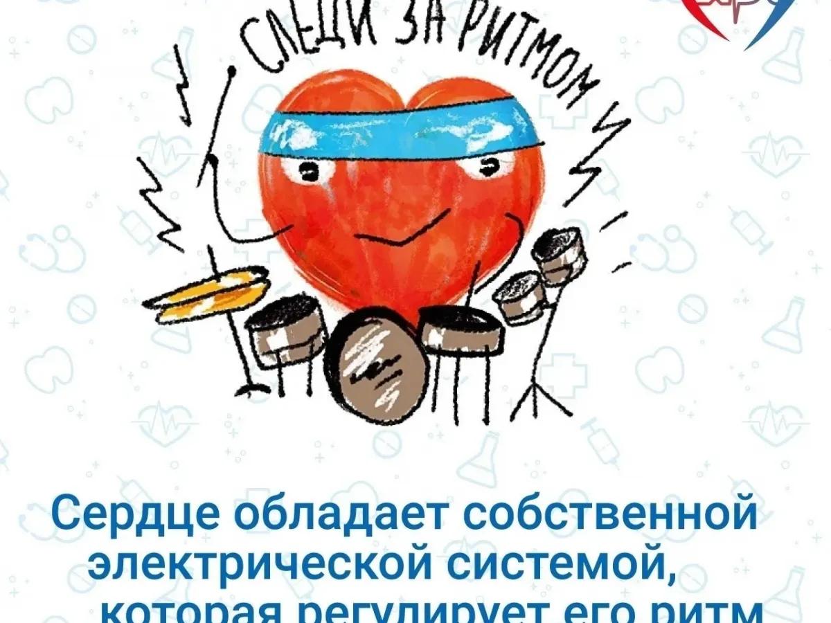 Интересные факты о работе сердечно-сосудистой системы человека