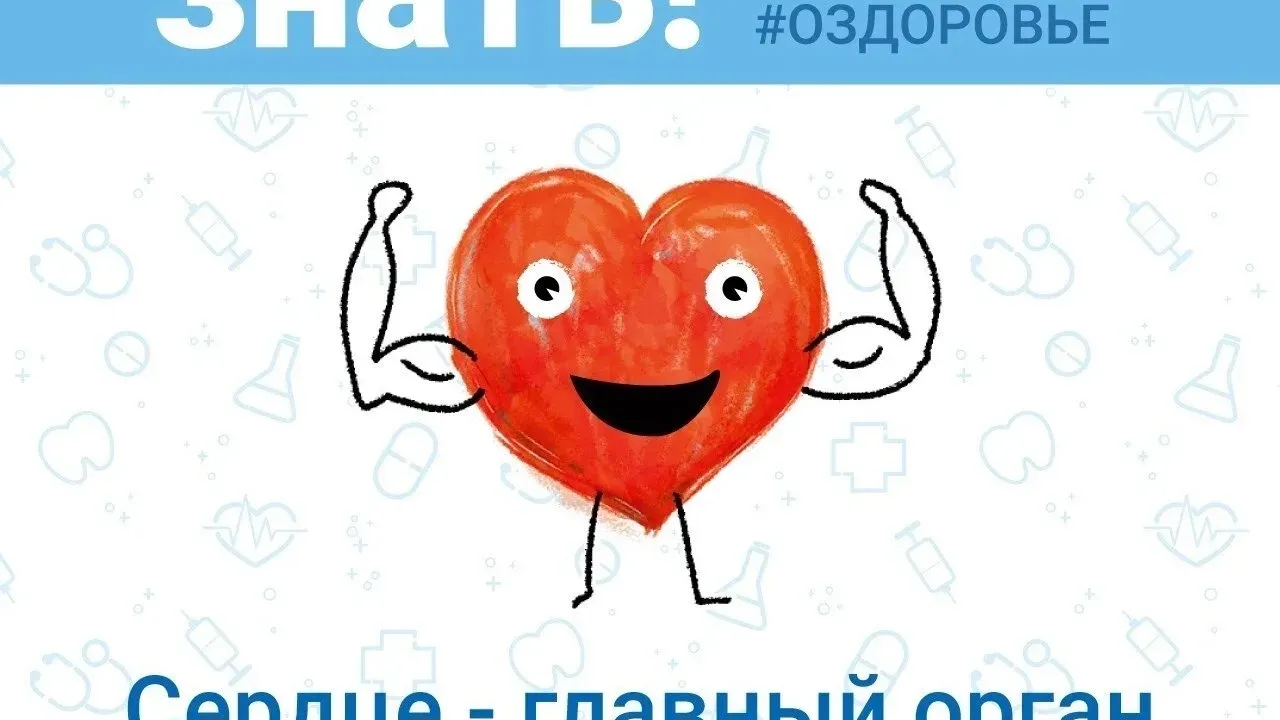 Интересные факты о работе сердечно-сосудистой системы человека — Самара Сейчас