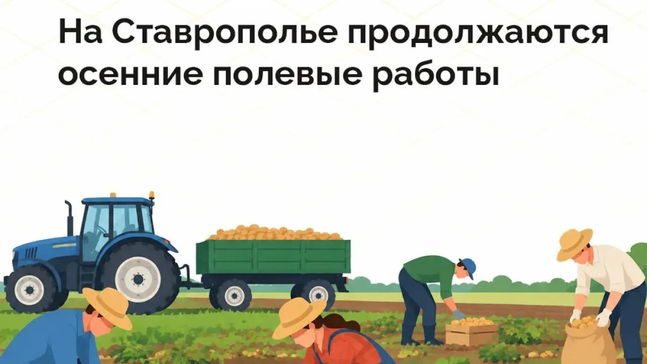 В Ставрополье озимыми засеяли 401 тысячу гектаров — Ставрополь Сейчас