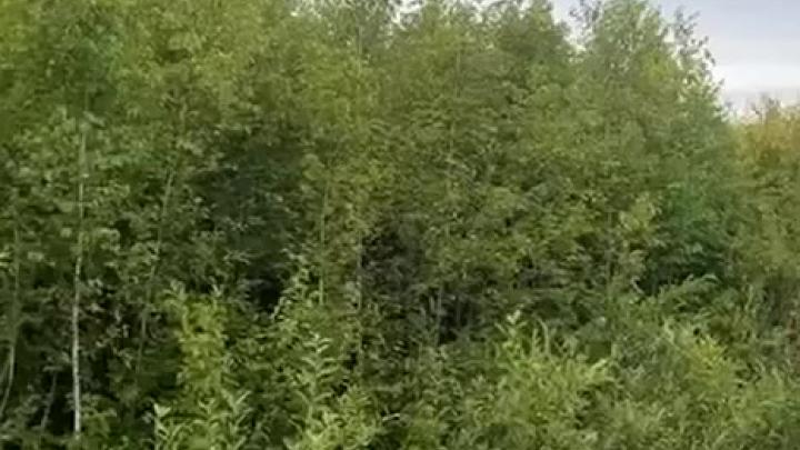 Лес в Нижнетавдинском округе восстановился после нашествия шелкопряда — Тюмень Сейчас