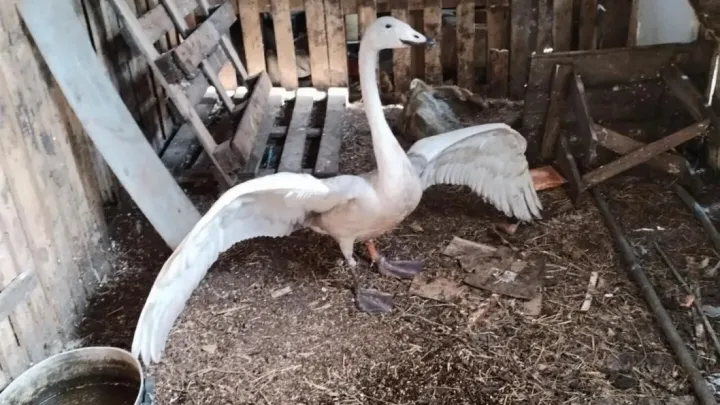 Семья из Ишима спасла и выхаживает лебедя с огнестрельным ранением — Тюмень Сейчас