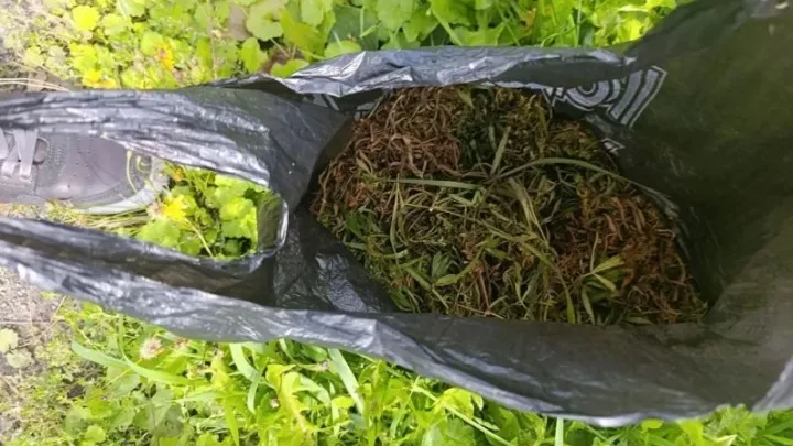 В Нижнетавдинском районе возбудили дело после изъятия более 170 граммов марихуаны — Тюмень Сейчас
