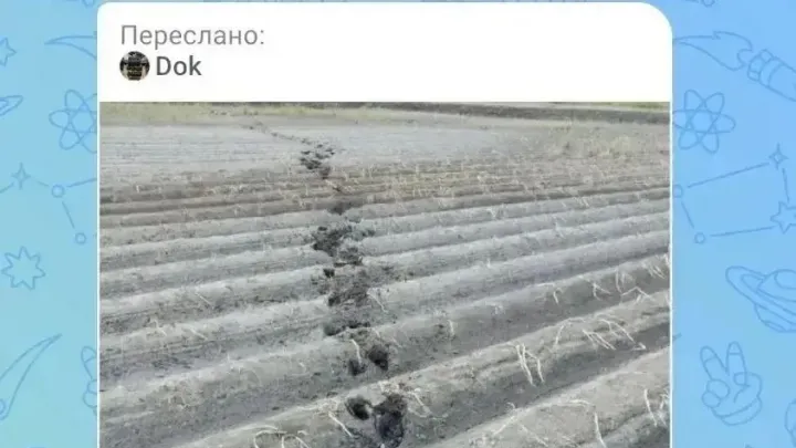 Сообщения о медведях у деревни Решетникова в Тюменской области не подтвердились — Тюмень Сейчас