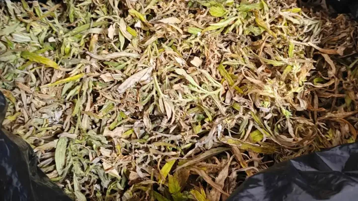В Ялуторовске задержали подозреваемого в хранении более 324 граммов марихуаны — Тюмень Сейчас