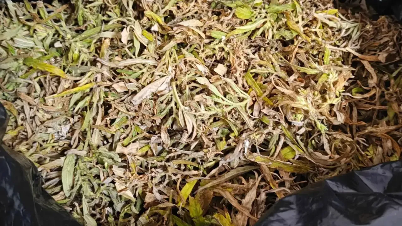 В Ялуторовске задержали подозреваемого в хранении более 324 граммов марихуаны — Тюмень Сейчас