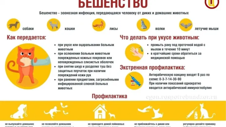 Роспотребнадзор напомнил о мерах защиты от бешенства — Ульяновск Сейчас