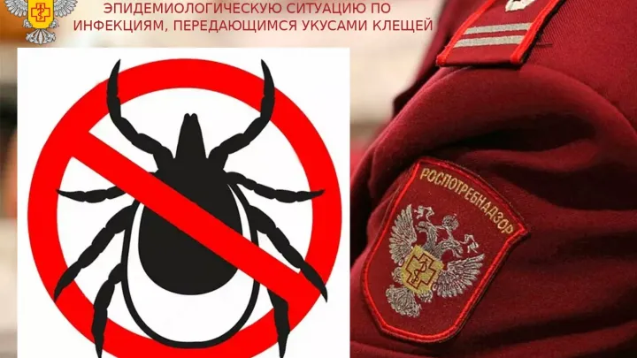 В Ульяновской области за неделю зарегистрировали 223 случая присасывания клещей — Ульяновск Сейчас