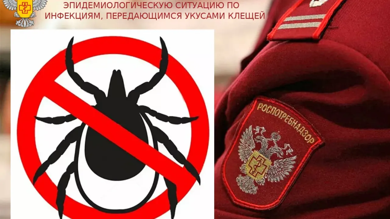В Ульяновской области за неделю зарегистрировали 269 случаев присасывания клещей — Ульяновск Сейчас