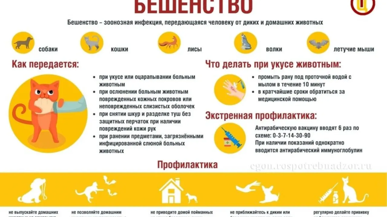 Роспотребнадзор напомнил о мерах защиты от бешенства — Ульяновск Сейчас